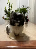 Chris, a male Shih Tzu for sale in Queens, NY – 2 of 8