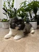 Chris, a male Shih Tzu for sale in Queens, NY – 8 of 8
