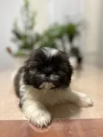 Chris, a male Shih Tzu for sale in Queens, NY – 4 of 8