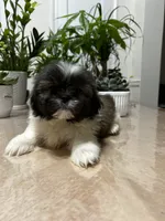 Chris, a male Shih Tzu for sale in Queens, NY – 6 of 8