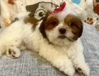 Sassy, a female Shih Tzu for sale in Queens, NY – 1 of 3