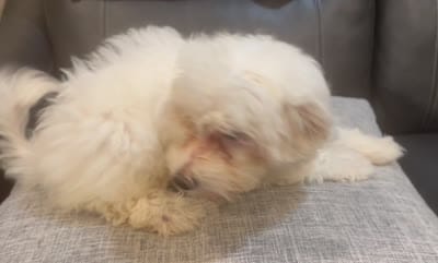 Lilly, a female Maltipoo for sale in Queens, NY – 3 of 3