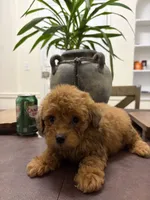 Cash, a male Poodle - Toy  for sale in Queens, NY – 3 of 4