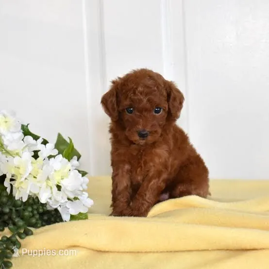 Blake – Poodle - Toy  puppy for sale in Queens, NY