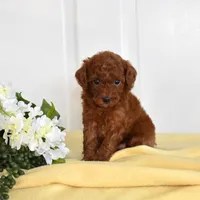 Blake, a male Poodle - Toy  for sale in Queens, NY – 1 of 1