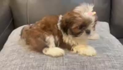 Franky, a male Shih Tzu for sale in Queens, NY – 2 of 2