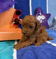 Jenny , a female Poodle - Toy  for sale in Queens, NY – 3 of 4
