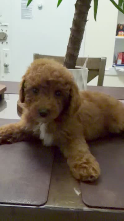 September, a female Poodle - Toy  for sale in Queens, NY – 4 of 4