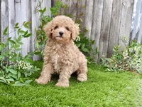 Kay, a male Poodle - Toy  for sale in Queens, NY – 2 of 2