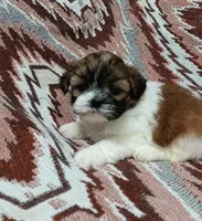 Willow, a female Shih Tzu for sale in Queens, NY – 1 of 1