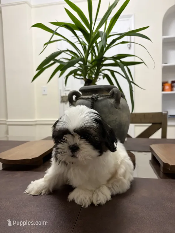 Blake – Shih Tzu puppy for sale in Queens, NY