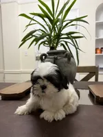 Blake, a male Shih Tzu for sale in Queens, NY – 1 of 5