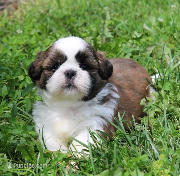Ray Ray – Shih Tzu puppy for sale in Queens, NY