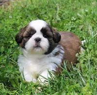 Ray Ray, a male Shih Tzu for sale in Queens, NY – 1 of 1