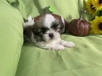 Bentley, a male Shih Tzu for sale in Queens, NY – 1 of 1