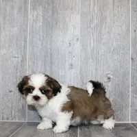 Dan, a male Shih Tzu for sale in Queens, NY – 3 of 4