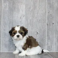 Dan, a male Shih Tzu for sale in Queens, NY – 2 of 4