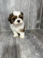 Dan, a male Shih Tzu for sale in Queens, NY – 1 of 4