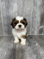 Dan, a male Shih Tzu for sale in Queens, NY – 4 of 4