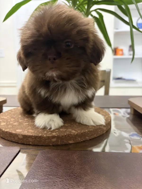 Cathy – Shih Tzu puppy for sale in Queens, NY
