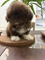 Cathy, a female Shih Tzu for sale in Queens, NY – 1 of 4