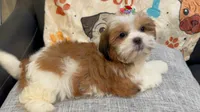 Jun, a female Shih Tzu for sale in Queens, NY – 2 of 3