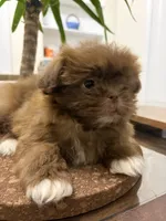 Diesel, a male Shih Tzu for sale in Queens, NY – 2 of 4