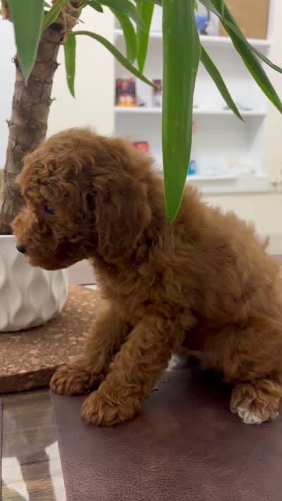 Clay, a male Poodle - Toy  for sale in Queens, NY – 3 of 3