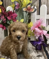 Summer, a female Poodle - Toy  for sale in Queens, NY – 1 of 4