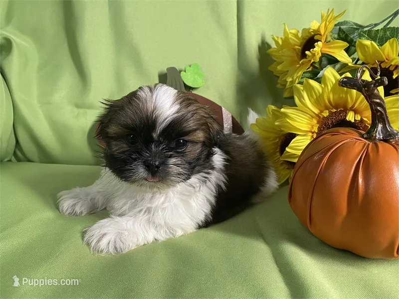 Milo – Shih Tzu puppy for sale in Queens, NY