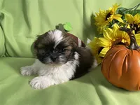 Milo, a male Shih Tzu for sale in Queens, NY – 1 of 1