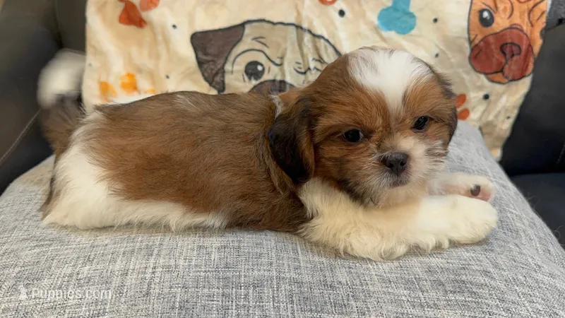 Milo – Shih Tzu puppy for sale in Queens, NY
