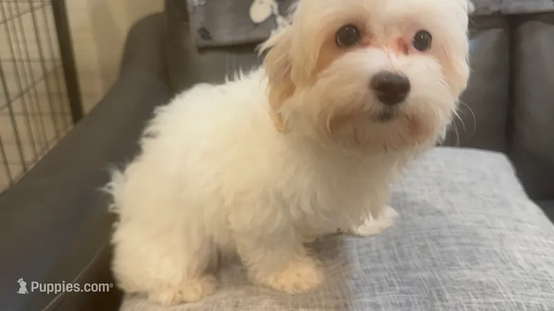 Lilly – Maltipoo puppy for sale in Queens, NY