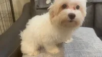 Lilly, a female Maltipoo for sale in Queens, NY – 1 of 3