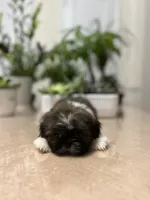 Sun, a female Shih Tzu for sale in Queens, NY – 5 of 9