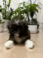 Sun, a female Shih Tzu for sale in Queens, NY – 2 of 9