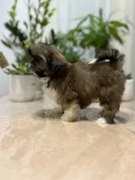 Sun, a female Shih Tzu for sale in Queens, NY – 6 of 9