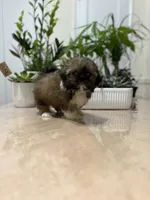 Sun, a female Shih Tzu for sale in Queens, NY – 9 of 9