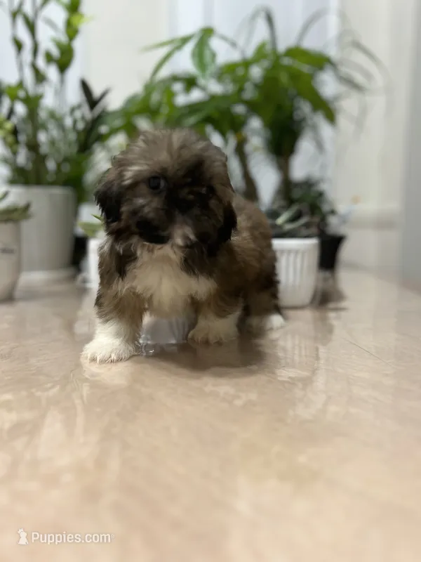 Sun – Shih Tzu puppy for sale in Queens, NY