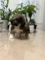 Sun, a female Shih Tzu for sale in Queens, NY – 1 of 9