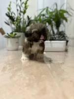 Sun, a female Shih Tzu for sale in Queens, NY – 8 of 9