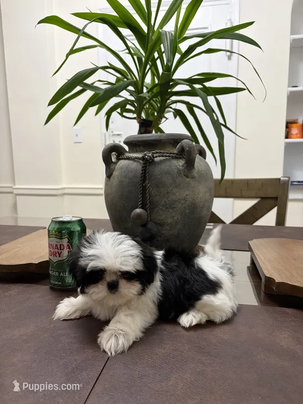 Layla – Shih Tzu puppy for sale in Queens, NY