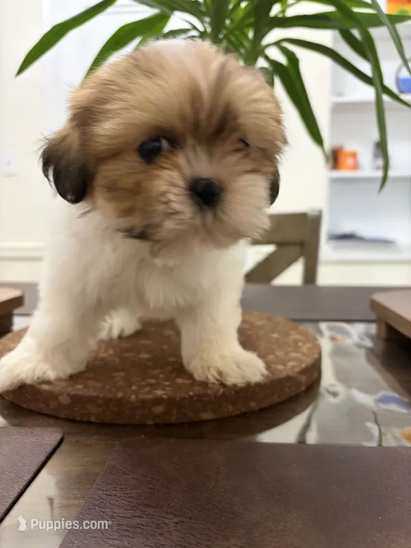 Roxie – Shih Tzu puppy for sale in Queens, NY