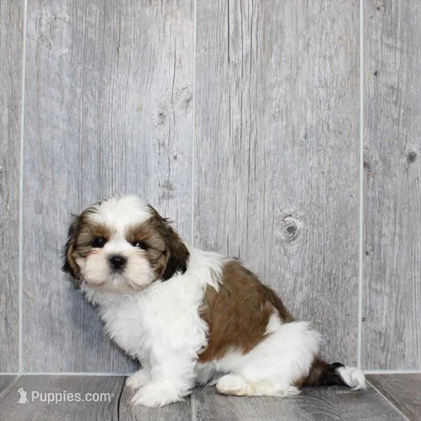 Speed – Shih Tzu puppy for sale in Queens, NY