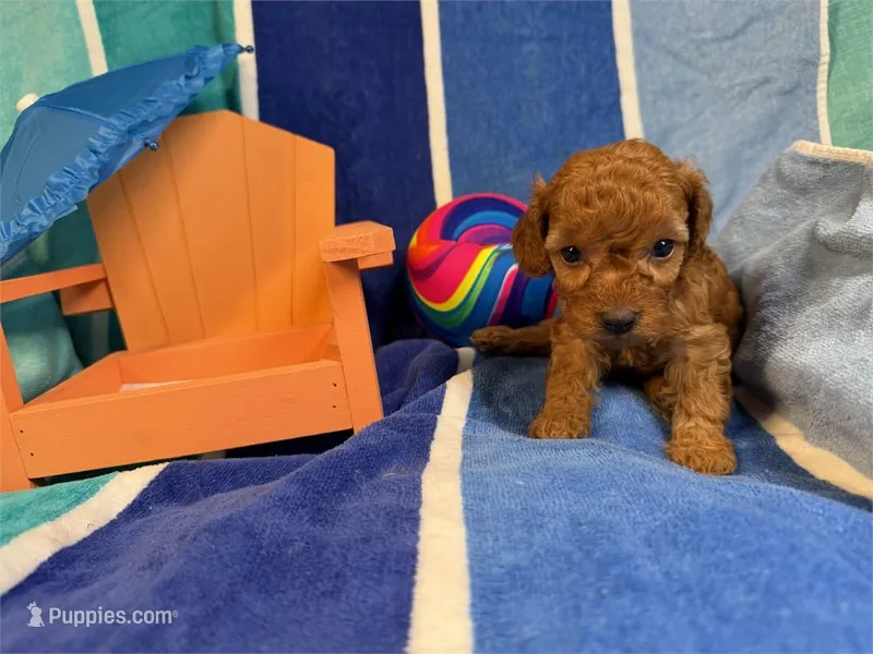 Ken – Poodle - Toy  puppy for sale in Queens, NY