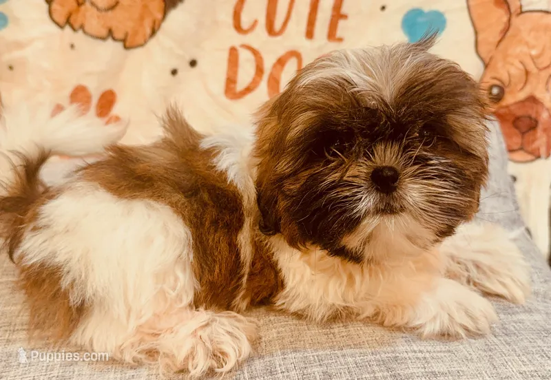 XXX – Shih Tzu puppy for sale in Queens, NY