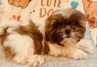 XXX, a male Shih Tzu for sale in Queens, NY – 1 of 2