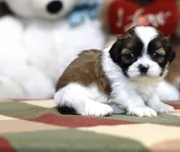 Apollo, a male Shih Tzu for sale in Queens, NY – 1 of 1