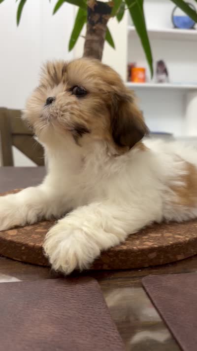Roxie, a female Shih Tzu for sale in Queens, NY – 5 of 5