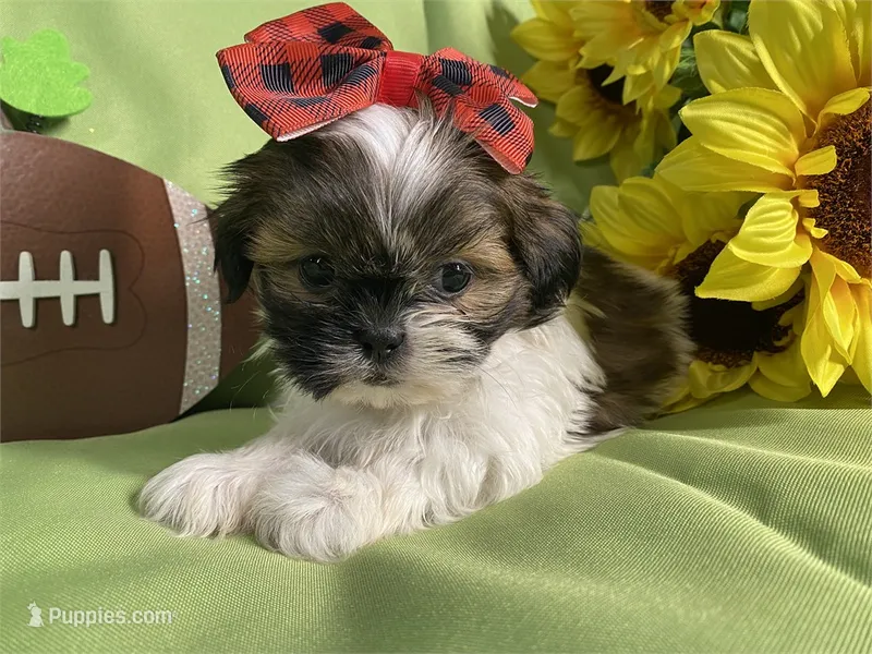 Elizabeth – Shih Tzu puppy for sale in Queens, NY